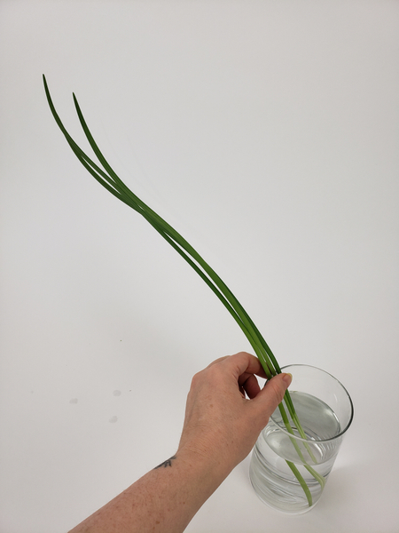 Pick out three long blades of lily grass