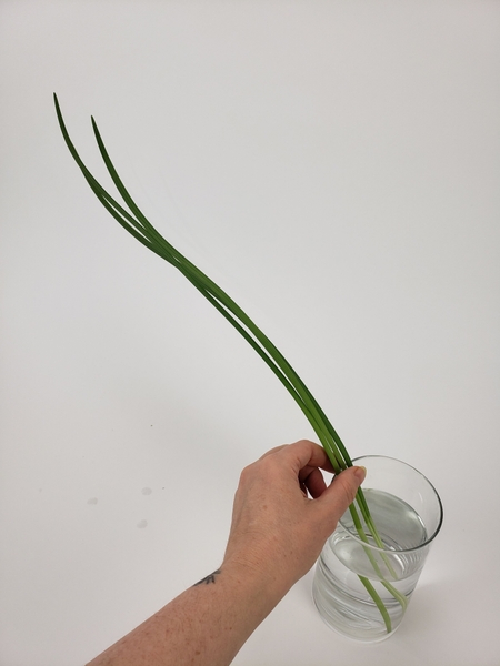 Pick out three long blades of lily grass Pick out three long blades of lily grass