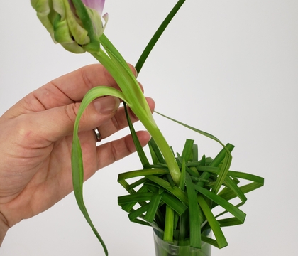 Weave a grass Platform for an opening Tulip bud Weave a grass Platform for an opening Tulip bud