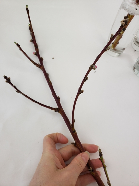How to bend stems and twigs for flower arranging How to bend stems and twigs for flower arranging