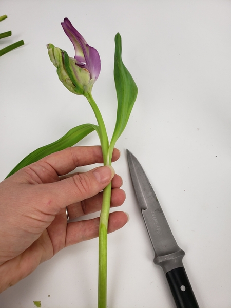 Remove the bottom foliage from a tulip in tight bud Remove the bottom foliage from a tulip in tight bud