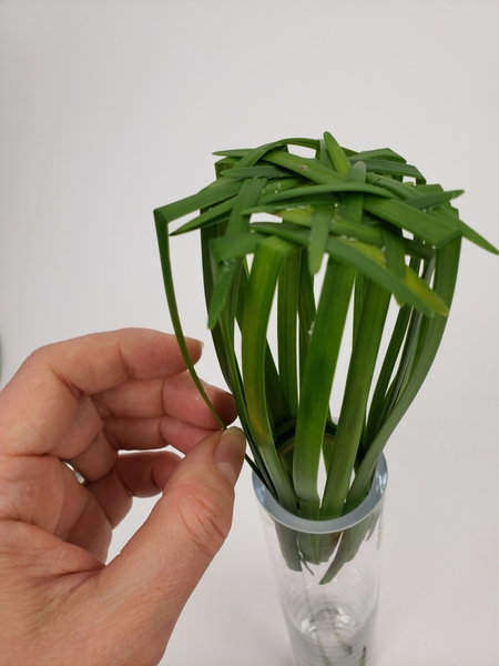 Slip the grass end into the vase so that it can remain hydrated Slip the grass end into the vase so that it can remain hydrated