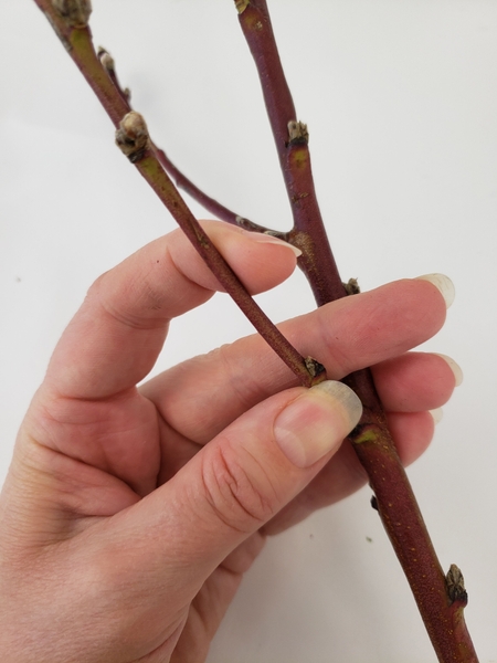 Slowly bend the branch Slowly bend the branch