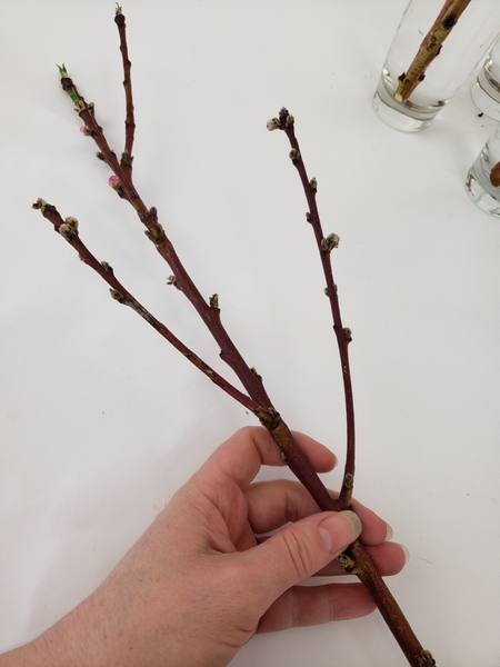 Start to manipulate a side branch to slant is more dramatically Start to manipulate a side branch to slant is more dramatically