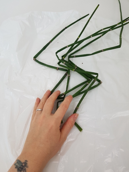 Bend six equisetum into the exact same shape Bend six equisetum into the exact same shape