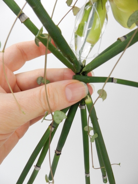 Cover the elastic band by wrapping a stem of wired equisetum around the area Cover the elastic band by wrapping a stem of wired equisetum around the area