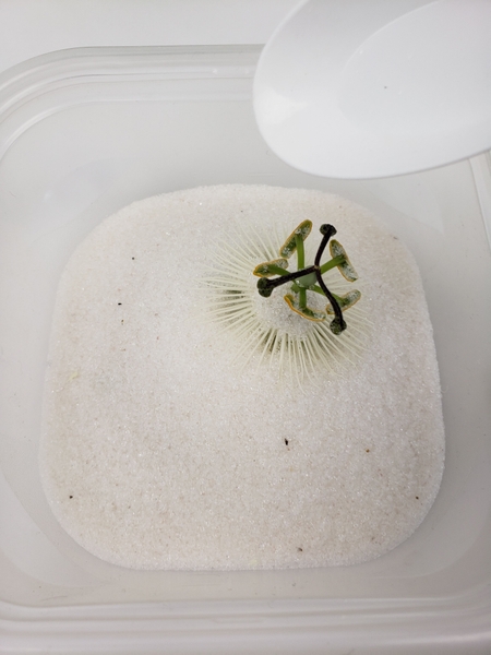 Cover the entire flower with gel Cover the entire flower with gel