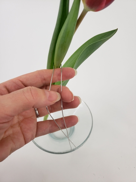 Hook the wire around the tulip Hook the wire around the tulip