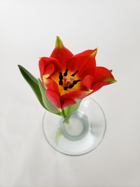 How to arrange cut tulips How to arrange cut tulips