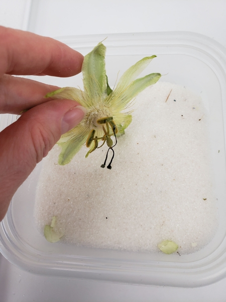 How to dry passion fruit flowers in silica gel How to dry passion fruit flowers in silica gel