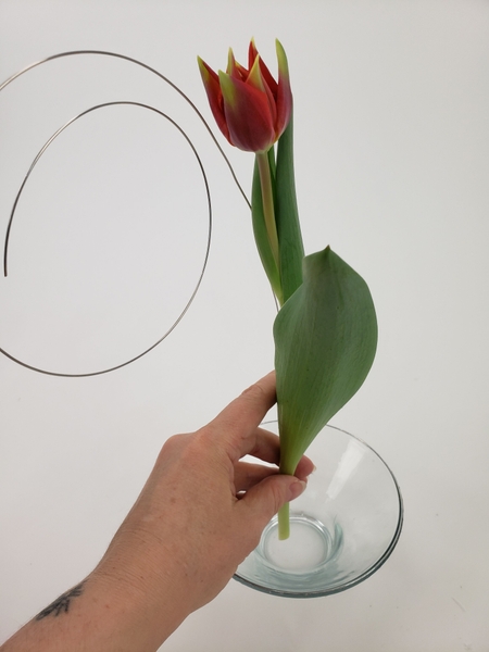 Measure the tulip against the wire to see where to bend it Measure the tulip against the wire to see where to bend it