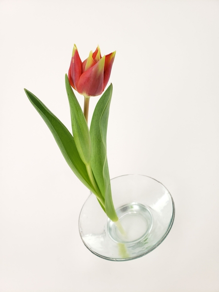 Peaceful single tulip floral design Peaceful single tulip floral design