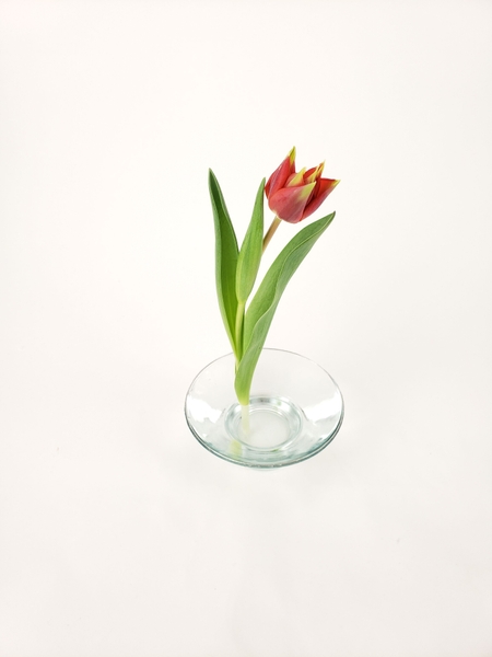 Place a single tulip in a vase so that it stands upright Place a single tulip in a vase so that it stands upright