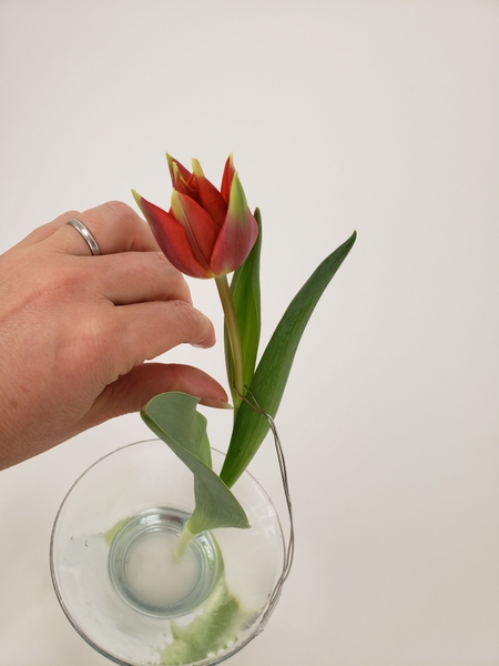 Position the tulip Position the tulip