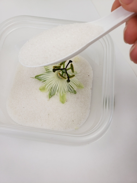 Sprinkle a thin layer of Silica Gel in an air tight container Sprinkle a thin layer of Silica Gel in an air tight container