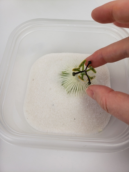 Sprinkle gel over the petals Sprinkle gel over the petals