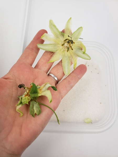 Testing how to preserve and dry flowers