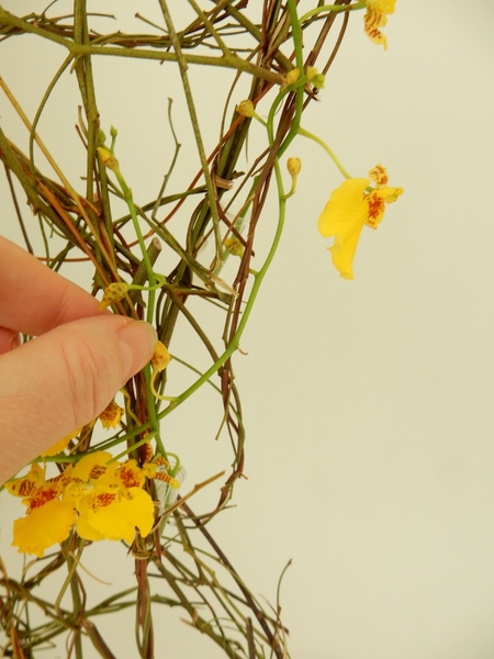 Weave in the oncidium orchid stems Weave in the oncidium orchid stems