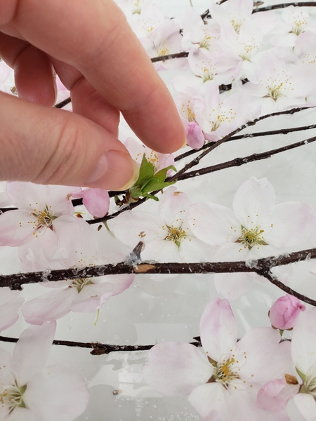 If you dare add a few new sprouting twigs If you dare add a few new sprouting twigs