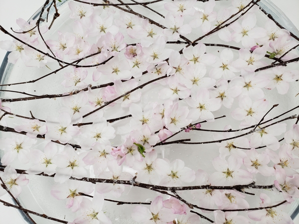 Keep blossoms from dropping their petals for a longer lasting floral design Keep blossoms from dropping their petals for a longer lasting floral design