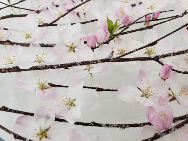 Sustainable floral design ideas for spring Sustainable floral design ideas for spring