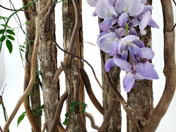 Beautiful blue wisteria flower arranging for sustainable designs