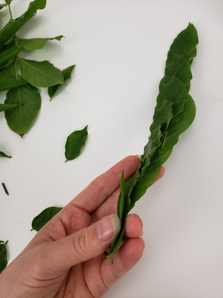 Creating a double layer of foliage to ruffle up Creating a double layer of foliage to ruffle up