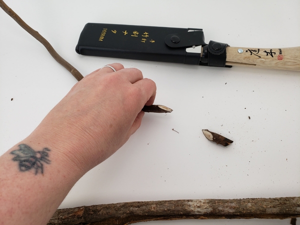 Cut dried twigs at a sharp angle to connect the bark rolls Cut dried twigs at a sharp angle to connect the bark rolls