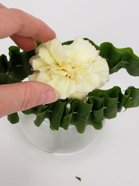 Place the carnation low in the bud vase to be framed by the ruffled foliage collar Place the carnation low in the bud vase to be framed by the ruffled foliage collar