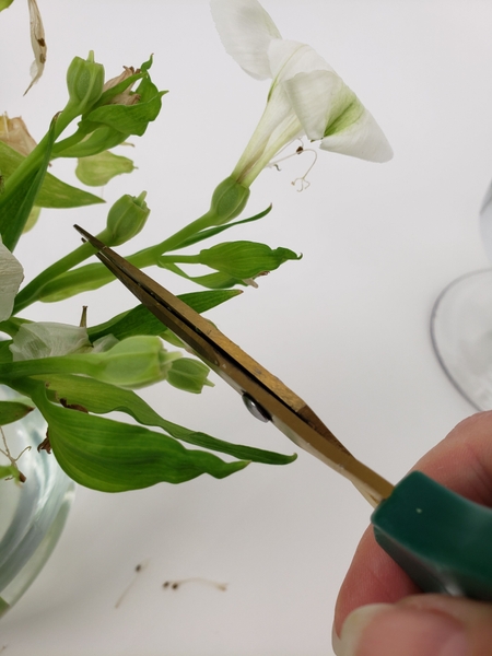 Cut the developing seedpod from the stem Cut the developing seedpod from the stem
