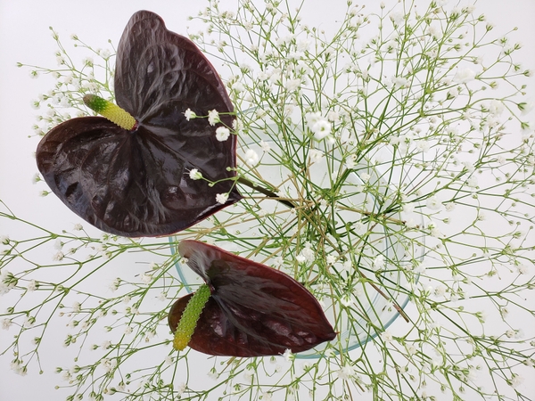 Dark anthuriums in a sustainable no waste floral design Dark anthuriums in a sustainable no waste floral design