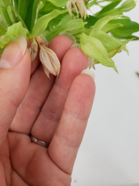 For the wings I am using dried alstroemeria buds