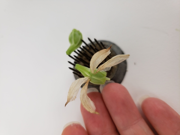 Glue the petal wings to the green body Glue the petal wings to the green body