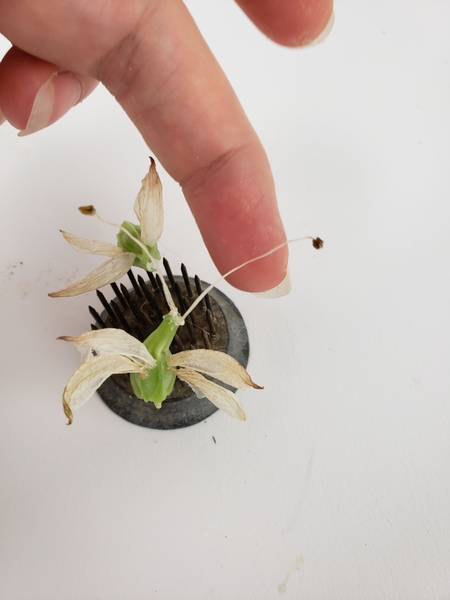 Glue the stamens to the stem end of the seedpod Glue the stamens to the stem end of the seedpod