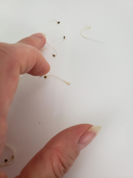 I used dried stamens to craft the hornet's antenna I used dried stamens to craft the hornet's antenna