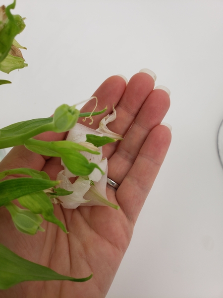 Once the petals drop from an Alstroemeria flower Once the petals drop from an Alstroemeria flower
