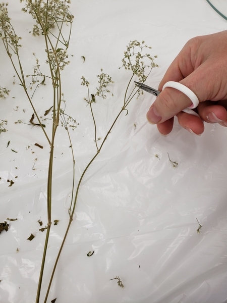 Snip away all the dried flowers Snip away all the dried flowers