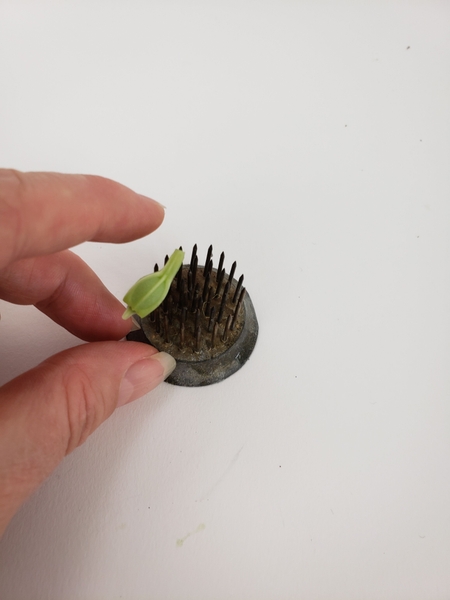 Spear the little seedpod into the teeth of a Kenzan. Spear the little seedpod into the teeth of a Kenzan.