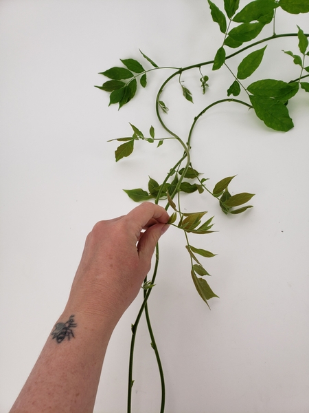 Strip away the foliage from Wisteria vines