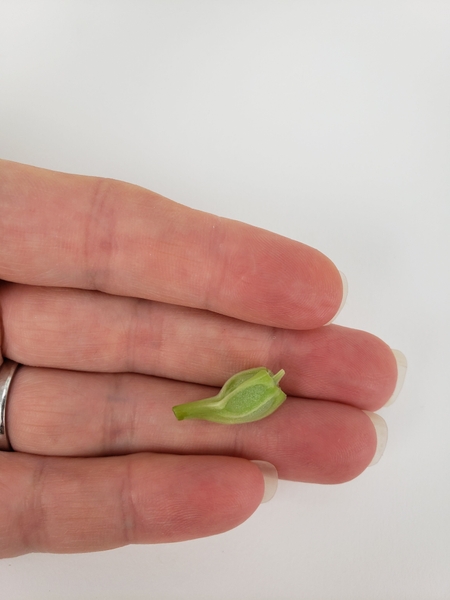 This gives you the perfect little body for your hornet This gives you the perfect little body for your hornet