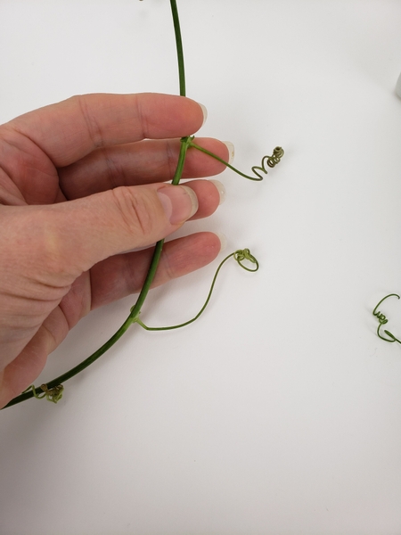 Cut a few tendrils from a vine Cut a few tendrils from a vine