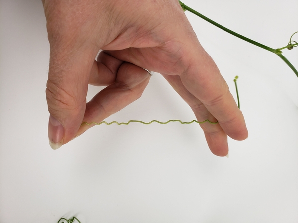 Gently stretch out the tendrils Gently stretch out the tendrils