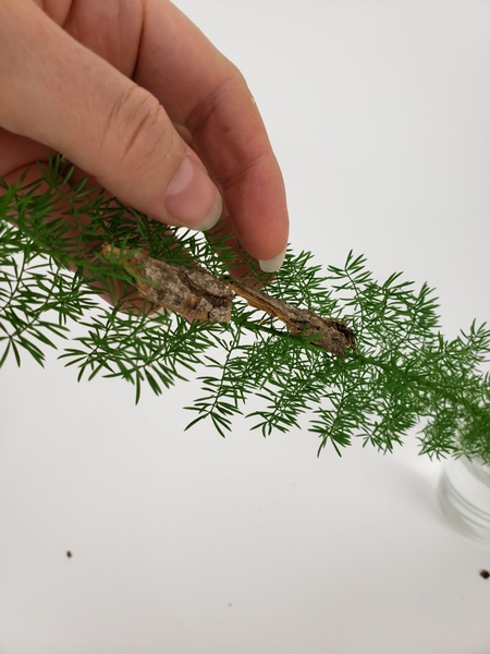 Glue long strips of bark to run down the fern Glue long strips of bark to run down the fern