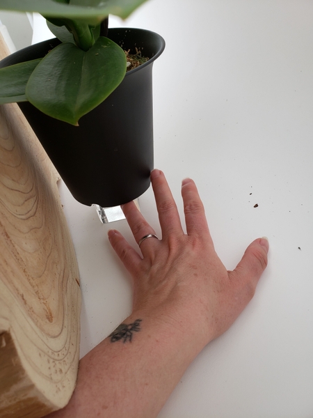If you need to lift the plant slightly to make sure you do not strain the flowering stem. If you need to lift the plant slightly to make sure you do not strain the flowering stem.