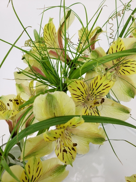 Lime and forest green alstroemeria