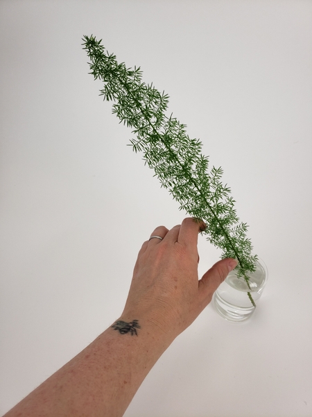Place the foxtail in a water filled bud vase Place the foxtail in a water filled bud vase