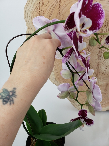 Remove the wires from the flowering spike Remove the wires from the flowering spike