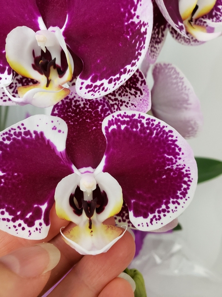 Take your inspiration from the fresh orchids Take your inspiration from the fresh orchids