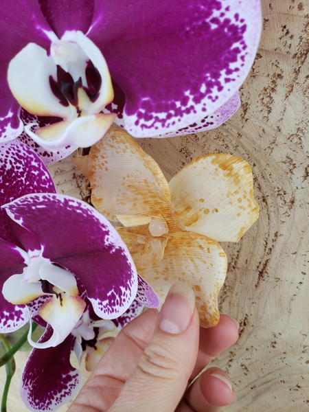The orchids are now ready to design with The orchids are now ready to design with