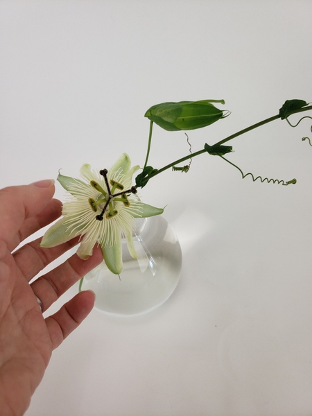 Place the vine in a bud vase. Place the vine in a bud vase.